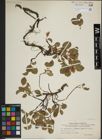 Foto von Salix herbacea L.